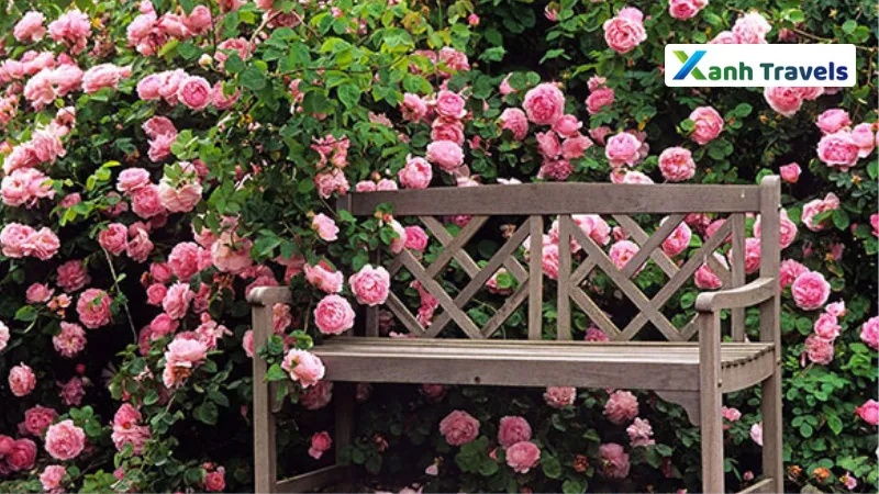 Cánh đồng hoa hồng đẹp nhất thế giới - Parc de la Tête d’Or
