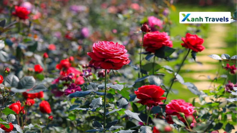 Vườn hoa hồng đẹp nhất thế giới ở Đan Mạch - Egekoege Castle Garden