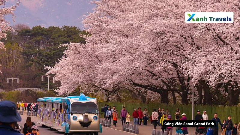 Công Viên Hàn Quốc Seoul Grand Park Có gì chơi?