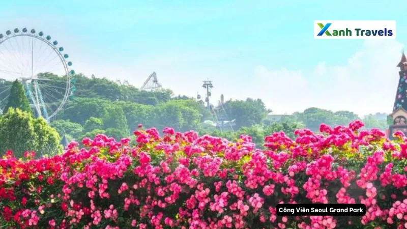 Vườn hồng - Công Viên Hàn Quốc Seoul Grand Park